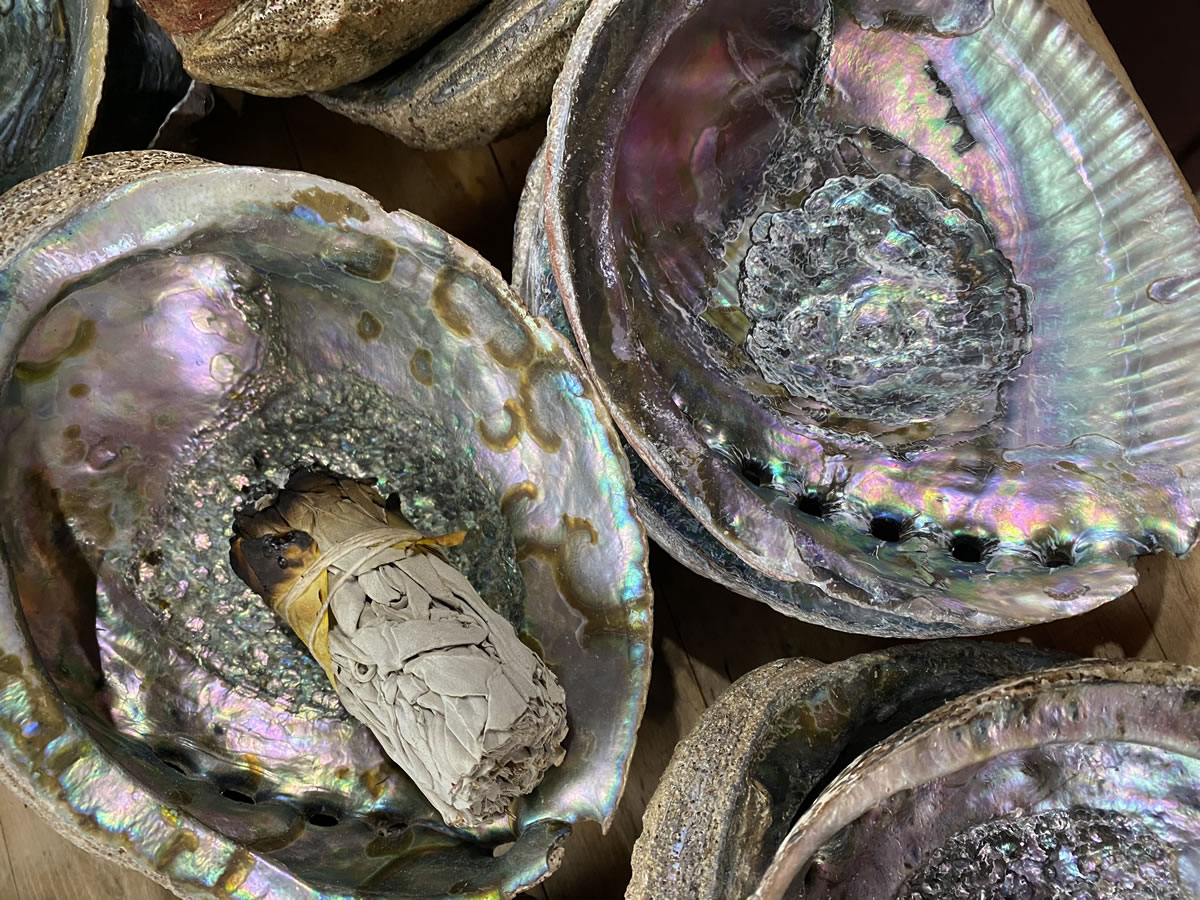 Abalone Shells - Rebecca T Dickson